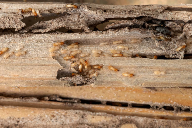 Best Affordable Pest Control Services  in Whiting, WI